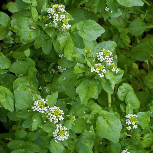 Potočnica lekárska (Nasturtium officinale L.)