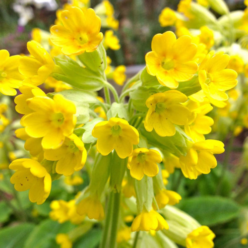 Prvosienka jarná – ( Primula veris L. ) / živá bylinka, rastlinka v kvetináči