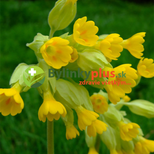 Prvosienka jarná – ( Primula veris L. )