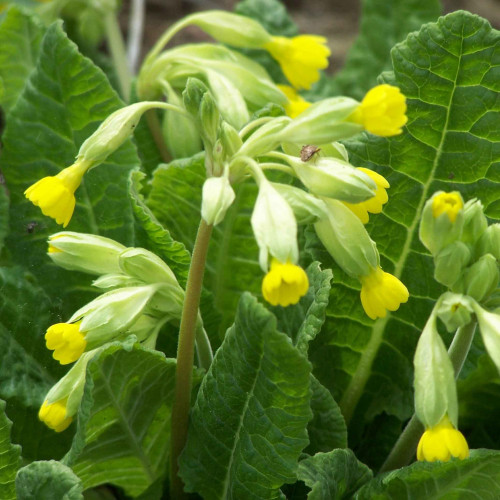 Prvosienka jarná – ( Primula veris L. ) / živá bylinka, rastlinka v kvetináči