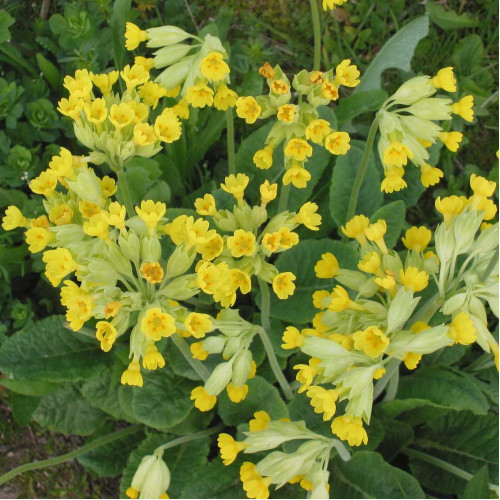 Prvosienka jarná – ( Primula veris L. ) / živá bylinka, rastlinka v kvetináči