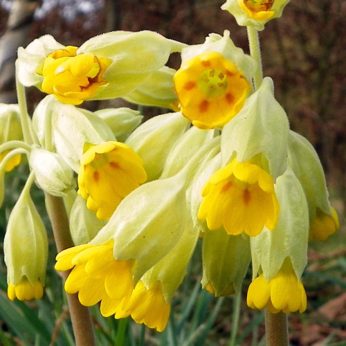 Prvosienka jarná – ( Primula veris L. ) / živá bylinka, rastlinka v kvetináči