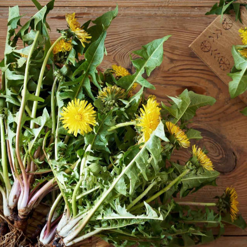 Púpava lekárska - (Taraxacum officinale L.)