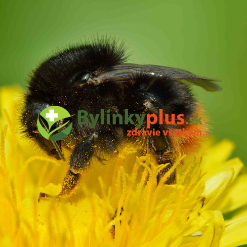 Púpava lekárska - (Taraxacum officinale L.)