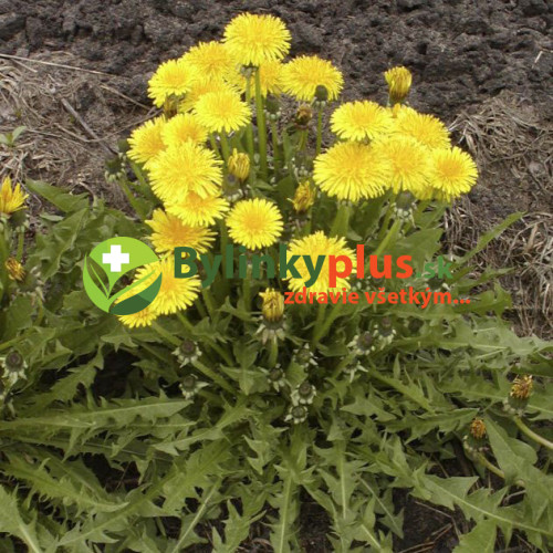 Púpava lekárska - (Taraxacum officinale L.)