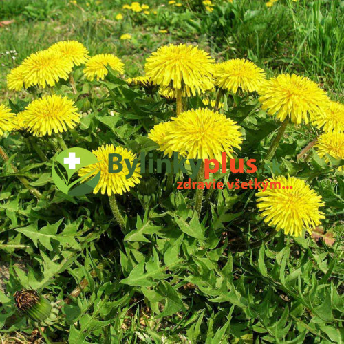 Púpava lekárska - (Taraxacum officinale L.)