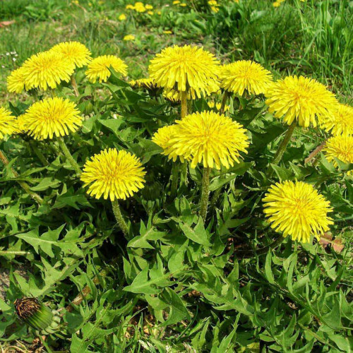 Púpava lekárska - (Taraxacum officinale L.)