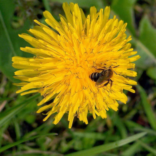 Púpava lekárska - (Taraxacum officinale L.)