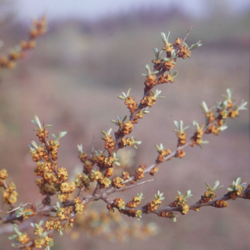 Rakytník rešetliakovitý, reštliakový, SAMEC, odroda Pollmix - (Hippophae rhamnoides L.) / živá bylinka, rastlinka v kvetináči