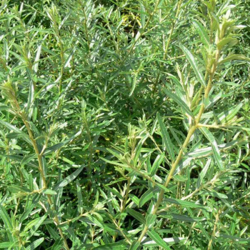 Rakytník rešetliakovitý, reštliakový, SAMEC, odroda Pollmix - (Hippophae rhamnoides L.) / živá bylinka, rastlinka v kvetináči