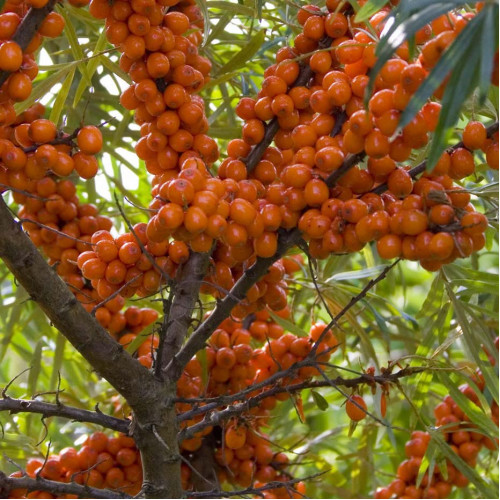 Rakytník rešetliakovitý, reštliakový - (Hippophae rhamnoides L.), SAMIČKA / živá bylinka, rastlinka v kvetináči