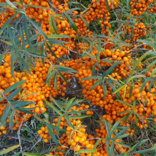 Rakytník rešetliakovitý, reštliakový - (Hippophae rhamnoides L.), SAMIČKA / živá bylinka, rastlinka v kvetináči