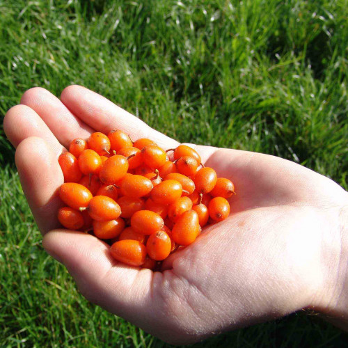 Rakytník rešetliakovitý, reštliakový - (Hippophae rhamnoides L.), SAMIČKA / živá bylinka, rastlinka v kvetináči