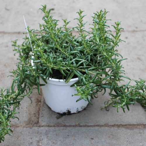 Rozmarín lekársky „Haifa“ -  (Rosmarinus officinalis 'Haifa') 