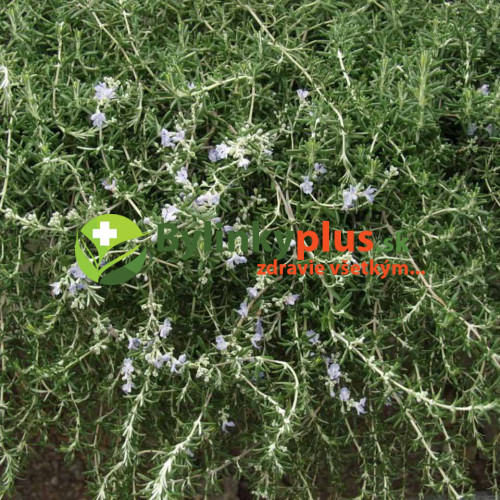 Rozmarín lekársky „Haifa“ -  (Rosmarinus officinalis 'Haifa') 