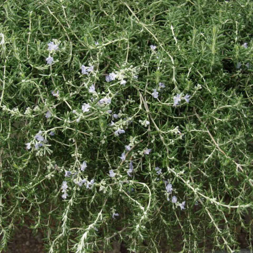 Rozmarín lekársky „Haifa“ -  (Rosmarinus officinalis 'Haifa') / živá bylinka, rastlinka v kvetináči