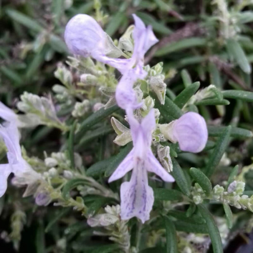 Rozmarín lekársky „Haifa“ -  (Rosmarinus officinalis 'Haifa') / živá bylinka, rastlinka v kvetináči