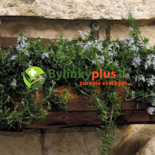 Rozmarín lekársky „Haifa“ -  (Rosmarinus officinalis 'Haifa') 