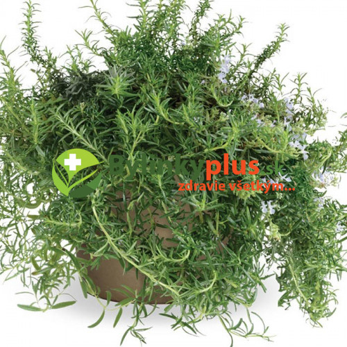 Rozmarín lekársky „Haifa“ -  (Rosmarinus officinalis 'Haifa') 