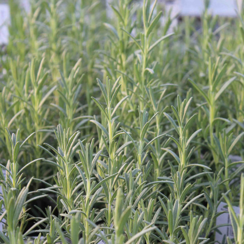 Rozmarín lekársky-(Rosmarinus officinalis L.), "Blue winter" nemrznúca odroda / živá bylinka, rastlinka v kvetináči