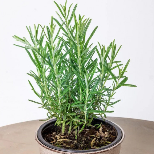 Rozmarín lekársky-(Rosmarinus officinalis L.), "Blue winter" nemrznúca odroda / živá bylinka, rastlinka v kvetináči