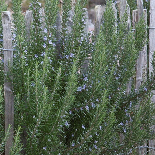 Rozmarín lekársky-(Rosmarinus officinalis L.), "Blue winter" nemrznúca odroda