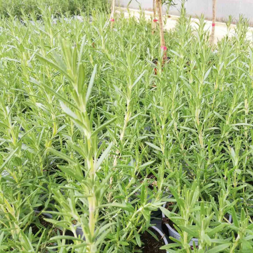 Rozmarín lekársky-(Rosmarinus officinalis L.), "Blue winter" nemrznúca odroda / živá bylinka, rastlinka v kvetináči