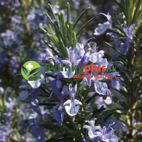 Rozmarín lekársky-(Rosmarinus officinalis L.), "Blue winter" nemrznúca odroda
