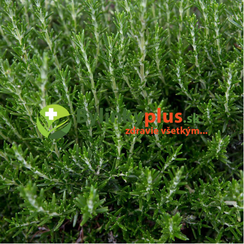 Rozmarín lekársky - "nemrznúci KLASIK"   (Rosmarinus officinalis L.) / živá rastlinka v kvetináči