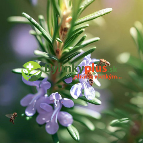Rozmarín lekársky - "nemrznúci KLASIK"   (Rosmarinus officinalis L.) / živá rastlinka v kvetináči