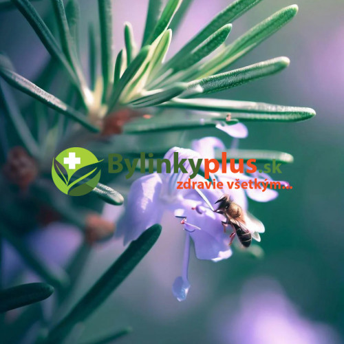 Rozmarín lekársky - "nemrznúci KLASIK"   (Rosmarinus officinalis L.) / živá rastlinka v kvetináči