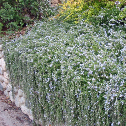 Rozmarín lekársky - previsnutý (Rosmarinus officinalis ‘Prostratus’ L.) / živá bylinka, rastlinka v kvetináči
