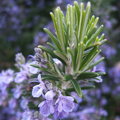 Rozmarín lekársky - previsnutý (Rosmarinus officinalis ‘Prostratus’ L.) / živá bylinka, rastlinka v kvetináči