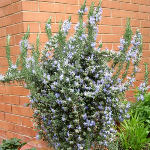 Rozmarín lekársky - previsnutý (Rosmarinus officinalis ‘Prostratus’ L.) / živá bylinka, rastlinka v kvetináči