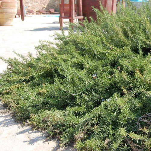 Rozmarín lekársky - previsnutý (Rosmarinus officinalis ‘Prostratus’ L.) / živá bylinka, rastlinka v kvetináči