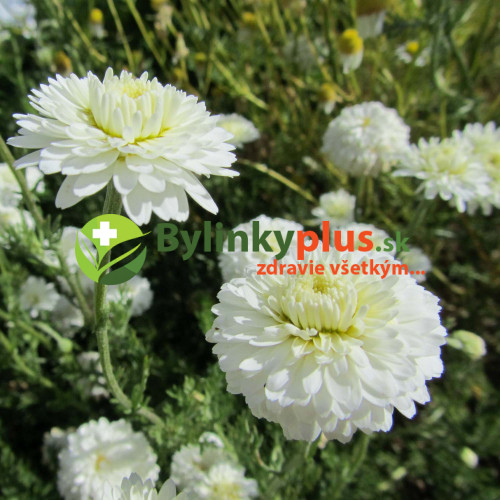 Ruman rímsky "Flore Pleno"- rumanček ( harmanček ) rímsky - (Anthemis nobilis L.,"Flore Pleno" )