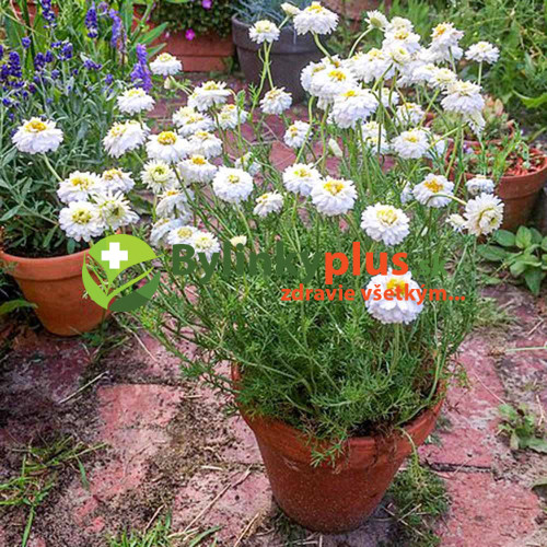 Ruman rímsky "Flore Pleno"- rumanček ( harmanček ) rímsky - (Anthemis nobilis L.,"Flore Pleno" )