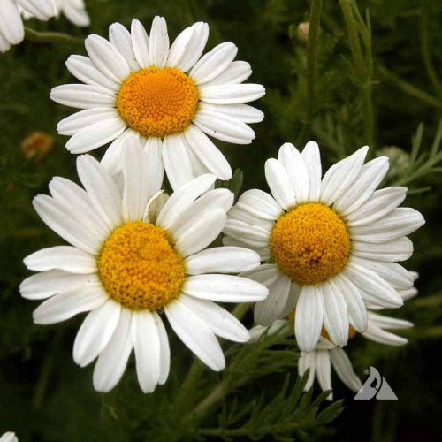 Ruman rímsky - Harmanček rímsky (Anthemis nobilis L., Chamaemelum nobile L.) / živá bylinka, rastlinka v kvetináči