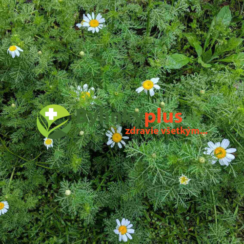 Ruman rímsky - Harmanček rímsky (Anthemis nobilis L., Chamaemelum nobile L.)