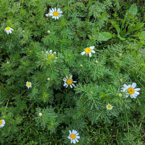 Ruman rímsky - Harmanček rímsky (Anthemis nobilis L., Chamaemelum nobile L.) / živá bylinka, rastlinka v kvetináči