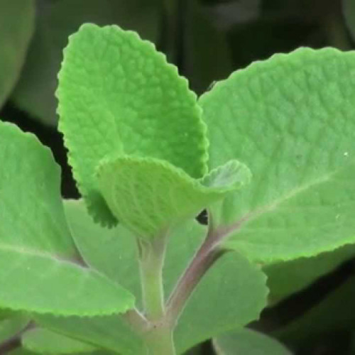 Nádchovník, rýmovník KLASIK - (Plectranthus amboinicus L. ) / živá bylinka, rastlinka v kvetináči