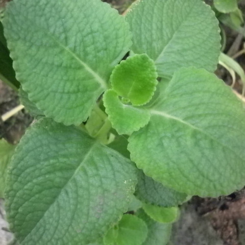 Nádchovník, rýmovník KLASIK - (Plectranthus amboinicus L. ) / živá bylinka, rastlinka v kvetináči