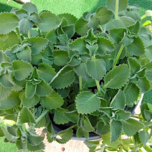 Nádchovník, rýmovník KLASIK - (Plectranthus amboinicus L. ) / živá bylinka, rastlinka v kvetináči