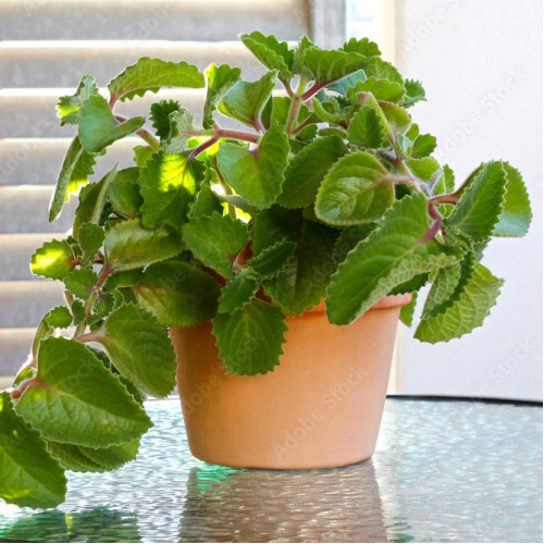 Rýmovník, nádchovník - (Plectranthus amboinicus L. )