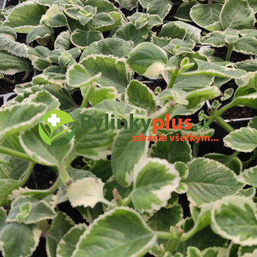 Nádchovník , rýmovník  PANAŠOVANÝ, STRAKATÝ-  (Plectranthus amboinicus “Variegata”L.) /rastlinka v kvetináčiku