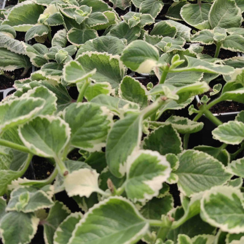 Nádchovník , rýmovník  PANAŠOVANÝ, STRAKATÝ-  (Plectranthus amboinicus “Variegata”L.) /rastlinka v kvetináčiku