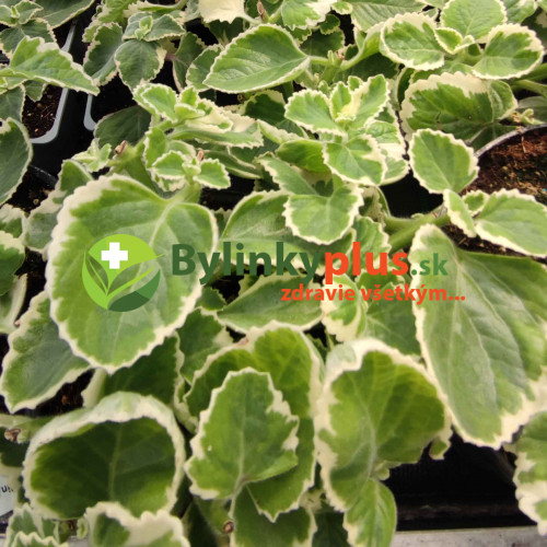 Nádchovník , rýmovník  PANAŠOVANÝ, STRAKATÝ-  (Plectranthus amboinicus “Variegata”L.) /rastlinka v kvetináčiku