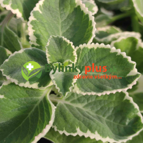 Nádchovník , rýmovník  PANAŠOVANÝ, STRAKATÝ-  (Plectranthus amboinicus “Variegata”L.) /rastlinka v kvetináčiku