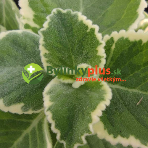 Nádchovník , rýmovník  PANAŠOVANÝ, STRAKATÝ-  (Plectranthus amboinicus “Variegata”L.) /rastlinka v kvetináčiku