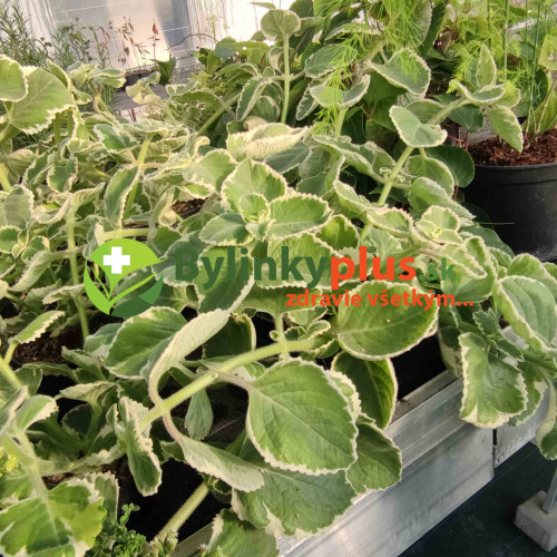 Nádchovník , rýmovník  PANAŠOVANÝ, STRAKATÝ-  (Plectranthus amboinicus “Variegata”L.) /rastlinka v kvetináčiku